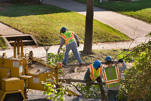 The Steps Involved in Our Tree Care Process in Hicksville, NY